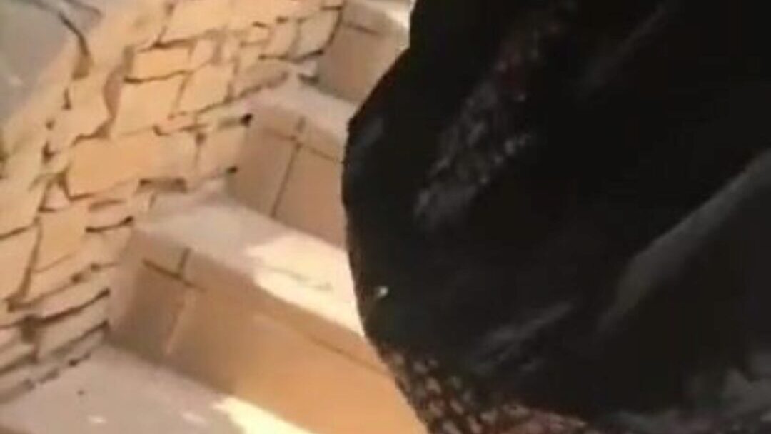 Dayoth mrato bata Egypt Egyptian dayoth with sharmota bata in sharm